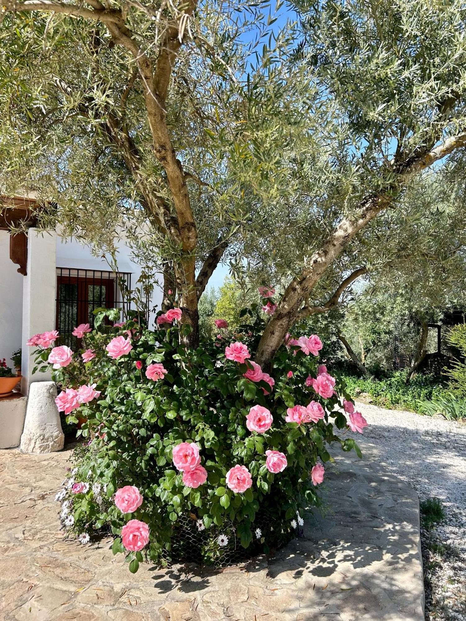 Refugio Andaluz Con Piscina Entre Olivos Villanueva de Tapia Exterior photo